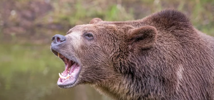 Man sieht sie immer öfter in der Arktis. Es handelt sich um eine Kreuzung aus zwei Bärenarten. Man sieht sie immer öfter in der Arktis. Es handelt sich um eine Kreuzung aus zwei Bärenarten.