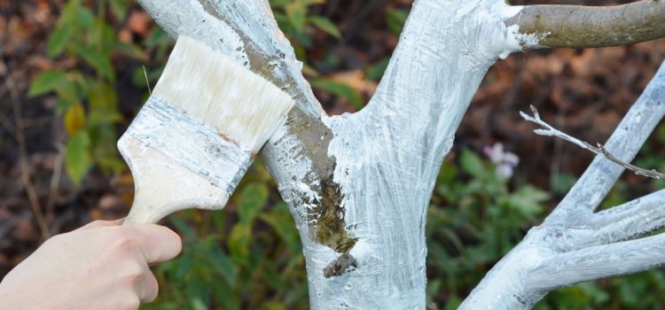 Patent deutscher Gärtner für das Tünchen von Bäumen. Sie fügen Kalk hinzu, um die Rinde besser zu schützen