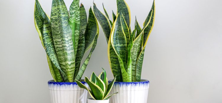 Sieht Ihre Sansevieria traurig aus? Geben Sie dies in den Topf und beobachten Sie, wie sie innerhalb weniger Tage wieder auflebt. Sieht Ihre Sansevieria traurig aus? Geben Sie dies in den Topf und beobachten Sie, wie sie innerhalb weniger Tage wieder auflebt.