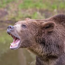 Man sieht sie immer öfter in der Arktis. Es handelt sich um eine Kreuzung aus zwei Bärenarten.