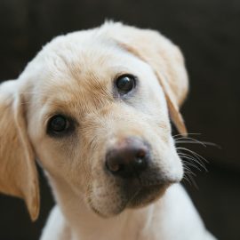 Tierarzt: „Wenn Ihr Hund den Kopf dreht, wenn Sie mit ihm sprechen, bedeutet das nicht, dass er sein Gehör verliert, sondern dass er einfach Physik und Neurobiologie nutzt.“