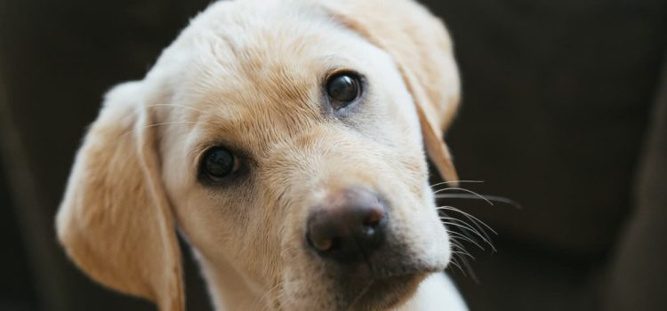 Tierarzt: „Wenn Ihr Hund den Kopf dreht, wenn Sie mit ihm sprechen, bedeutet das nicht, dass er sein Gehör verliert, sondern dass er einfach Physik und Neurobiologie nutzt.“ Tierarzt: „Wenn Ihr Hund den Kopf dreht, wenn Sie mit ihm sprechen, bedeutet das nicht, dass er sein Gehör verliert, sondern dass er einfach Physik und Neurobiologie nutzt.“