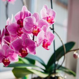 Ich reinige sie und gieße sie mit warmem Wasser. Orchideen lieben diesen hausgemachten Dünger für den Winter