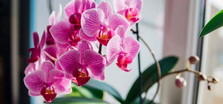 Ich reinige sie und gieße sie mit warmem Wasser. Orchideen lieben diesen hausgemachten Dünger für den Winter Ich reinige sie und gieße sie mit warmem Wasser. Orchideen lieben diesen hausgemachten Dünger für den Winter