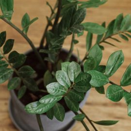 Legen Sie jeweils einen in jeden Topf im Haus. Die Zamioculcas wird wie verrückt wachsen.
