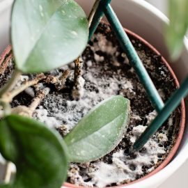 Das haben Sie in Ihrer Küche. Schütten Sie es in den Topf, und die Ameisen verschwinden innerhalb eines Tages.