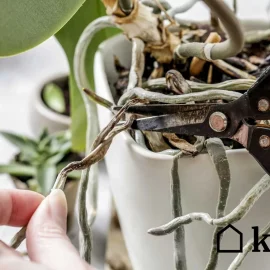 Dieser Trick mit dem dritten Knoten sorgt für eine beeindruckende Blüte der Orchidee
