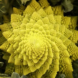 Es enthält mehr Vitamin C als Zitronen und reinigt den Darm wie ein Besen. Die Deutschen essen es selten.