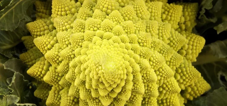 Es enthält mehr Vitamin C als Zitronen und reinigt den Darm wie ein Besen. Die Deutschen essen es selten.