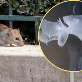 Ratten haben gelernt, Fledermäuse zu jagen. Die weltweit erste Beobachtung dieser Art