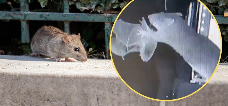 Ratten haben gelernt, Fledermäuse zu jagen. Die weltweit erste Beobachtung dieser Art Ratten haben gelernt, Fledermäuse zu jagen. Die weltweit erste Beobachtung dieser Art