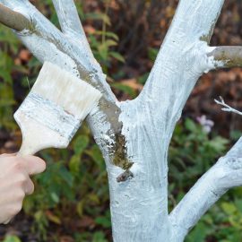 Patent deutscher Gärtner für das Tünchen von Bäumen. Sie fügen Kalk hinzu, um die Rinde besser zu schützen