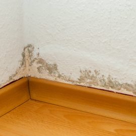 Luftfeuchtigkeit im Raum: ein einfaches Produkt für den Schrank, das laut Experten die Luftfeuchtigkeit langfristig senkt