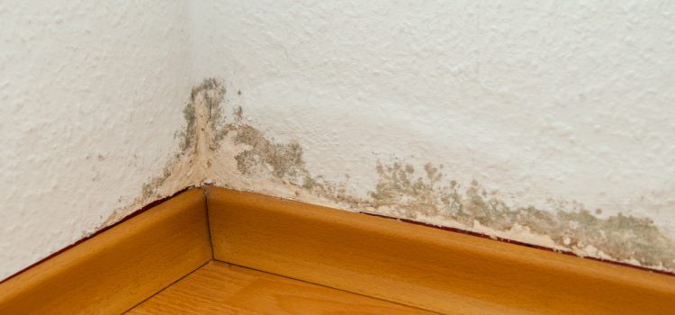 Luftfeuchtigkeit im Raum: ein einfaches Produkt für den Schrank, das laut Experten die Luftfeuchtigkeit langfristig senkt Luftfeuchtigkeit im Raum: ein einfaches Produkt für den Schrank, das laut Experten die Luftfeuchtigkeit langfristig senkt