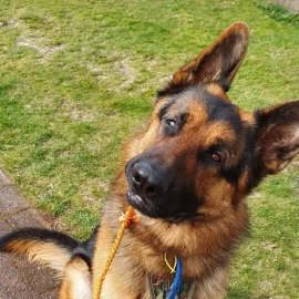 Wie lange sollte ein Spaziergang dauern, um für Ihren Hund wirklich nützlich zu sein