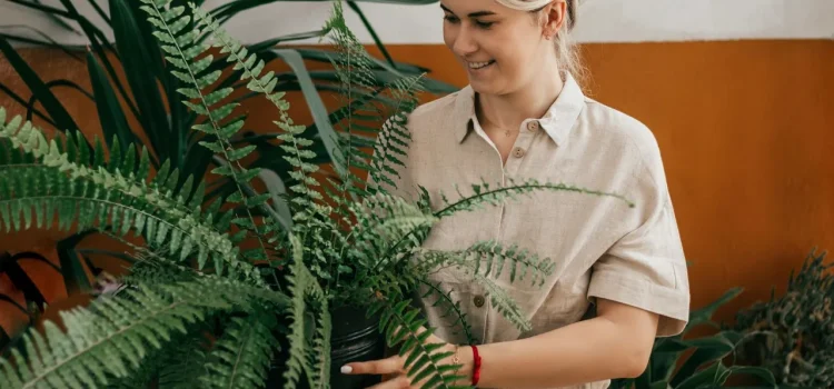 Ich gieße und befeuchte, und mein Farn erwacht zu neuem Leben! Die braunen Blätter werden wieder grün, und selbst im Winter sieht er schön aus. Pflege eines Farns im Topf Ich gieße und befeuchte, und mein Farn erwacht zu neuem Leben! Die braunen Blätter werden wieder grün, und selbst im Winter sieht er schön aus. Pflege eines Farns im Topf