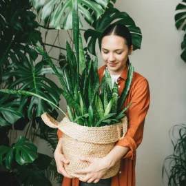 Ich bereite die Reste zu und gieße sie über die Schwiegermutterzunge. Bereits nach zwei Dosen beginnt die Sansevieria zu wachsen. Das ideale Düngemittel für Sansevieria