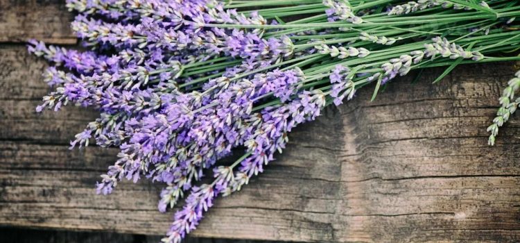 Lavendelzweige am Hauseingang platzieren: Wozu dient das und warum wird es empfohlen?