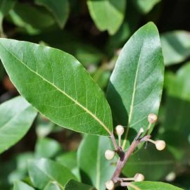 Lorbeerblätter und Backpulver mischen: Wozu ist das gut und warum wird es empfohlen?