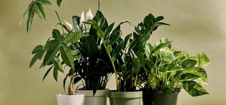 Wie kann man Asseln loswerden? Anstatt sie zum Mittagessen zu servieren, geben Sie sie lieber in einen Topf. Die Schädlinge werden einer nach dem anderen umfallen Wie kann man Asseln loswerden? Anstatt sie zum Mittagessen zu servieren, geben Sie sie lieber in einen Topf. Die Schädlinge werden einer nach dem anderen umfallen