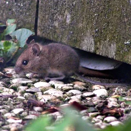 Ein Blatt reicht aus: Wie man Mäuse und Ratten im Winter loswird