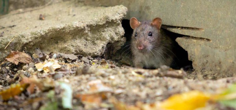 Eine einfache, aber sehr effektive Methode, um Ratten im Garten für immer loszuwerden