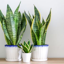 Sieht Ihre Sansevieria traurig aus? Geben Sie dies in den Topf und beobachten Sie, wie sie innerhalb weniger Tage wieder auflebt.