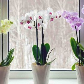 Aufbrühen und der Orchidee geben. Der Trick mit der Serviette – eine Garantie für neue Knospen