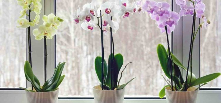 Aufbrühen und der Orchidee geben. Der Trick mit der Serviette – eine Garantie für neue Knospen Aufbrühen und der Orchidee geben. Der Trick mit der Serviette – eine Garantie für neue Knospen