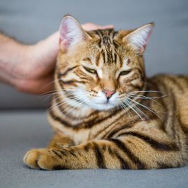 Schnurren vs. Miauen: Was bedeutet jedes Geräusch und wozu verwenden Katzen es?