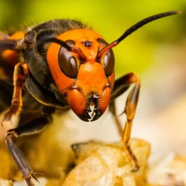 Die asiatische Hornisse hat gerade ihre erste Niederlage durch den Menschen erlitten, und die ganze Welt kann Frankreich für diese Erfindung eines ehemaligen Airbus-Ingenieurs dankbar sein.