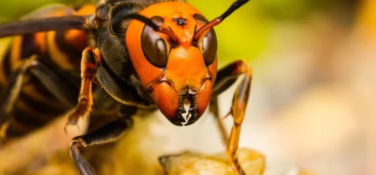 Die asiatische Hornisse hat gerade ihre erste Niederlage durch den Menschen erlitten, und die ganze Welt kann Frankreich für diese Erfindung eines ehemaligen Airbus-Ingenieurs dankbar sein. Die asiatische Hornisse hat gerade ihre erste Niederlage durch den Menschen erlitten, und die ganze Welt kann Frankreich für diese Erfindung eines ehemaligen Airbus-Ingenieurs dankbar sein.