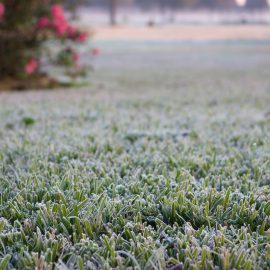 Hat es geschneit? So können Sie den Schnee im Garten nutzen