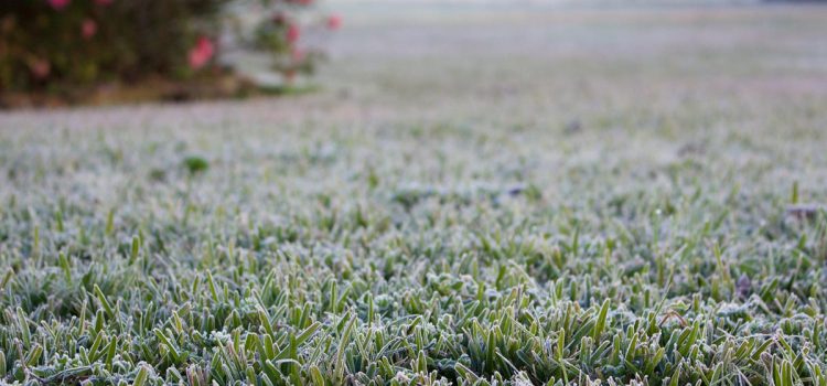 Hat es geschneit? So können Sie den Schnee im Garten nutzen Hat es geschneit? So können Sie den Schnee im Garten nutzen