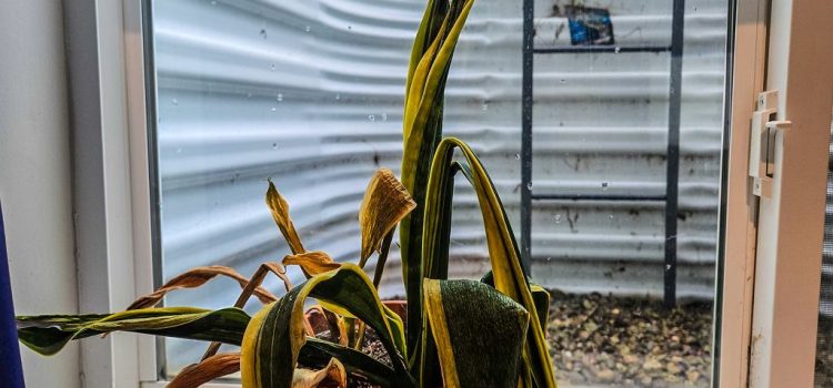 Verbrennen Sie ihn und verstreuen Sie ihn im Topf. Er wird als winterlicher „Energielieferant” für Sansevieria bezeichnet.